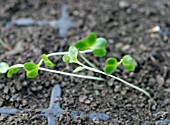 SEEDLING DEVELOPMENT   SEEDLINGS BECOME WEAK AND LEGGY IF THERE IS NOT ENOUGH LIGHT