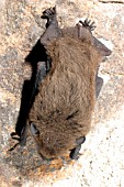 PIPESTRELLE BAT (PIPISTRELLUS PIPISTRELLUS) HANGING