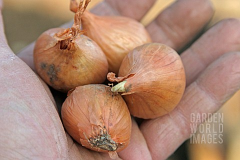 SHALLOTS___BULBS_SHOULD_BE_APPROX_2_CMS_DIAMETER