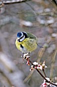 BLUE TIT (PARUS CAERULEUS) FLUFFED UP AGAINST THE COLD