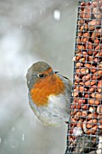 ROBIN (ERITHRACUS RUBECULA) ON NUTFEEDER IN SNOW