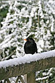 BLACKBIRD (TURDUS MERULA) ON SNOW COVERED FENCE