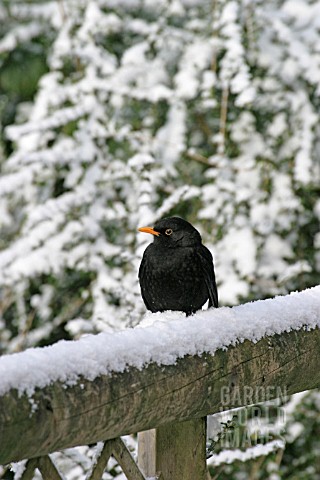 BLACKBIRD_TURDUS_MERULA_ON_SNOW_COVERED_FENCE