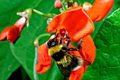 WHITE TAILED BUMBLEBEE (BOMBUS LUCORUM) ON RUNNER BEAN FLOWER