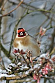 GOLDFINCH (CARDUELIS CARDUELIS) ON SNOW COVERED BRANCH
