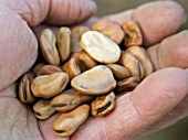 BROAD BEAN SEED BUNYARD EXHIBITION