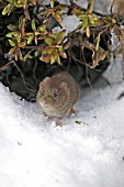 BANK VOLE (CLETHRIONOMYS GLAREOLUS) COMING OUT OF BURROW UNDER SNOW