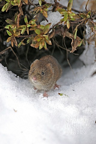 BANK_VOLE_CLETHRIONOMYS_GLAREOLUS_COMING_OUT_OF_BURROW_UNDER_SNOW