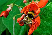 WHITE TAILED BUMBLEBEE (BOMBUS LUCORUM) ON RUNNER BEAN FLOWER