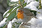 ROBIN (ERITHRACUS RUBECULA) ON EDGE OF SNOW COVERED BIRDBATH