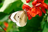 LARGE WHITE BUTTERFLY (PIERIS BRASSICAE) ON RUNNER BEAN FLOWER