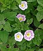 CONVOLVULUS TRI COLOUR MIXED PLANTS IN FLOWER