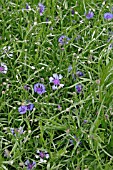 CENTAUREA CYANUS,  CORNFLOWER