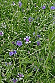 CENTAUREA CYANUS,  CORNFLOWER