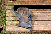 PIPESTRELLE BAT (PIPESTRELLUS PIPESTRELLUS) ENTERING BUILDING