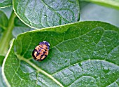 LADYBIRD PUPA ON POTATO LEAF