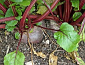 BEETROOT (BETA VULGARIS) (EGYPTIAN TURNIPROOT)