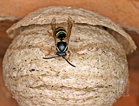 WASP_DOLCHIVESPULA_MEDIA_SOCIAL_WASP_ADULT_ON_OUTSIDE_OF_NEST