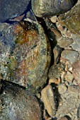 BULLHEAD FISH (COTTUS GOBIO) HIDING AMONGST STONES