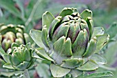 CYNARA CARDUNCULUS,  GLOBE ARTICHOKE (GREEN GLOBE)