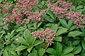 RODGERSIA PINNATA SUPERBA