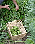 PICKING BROAD BEANS