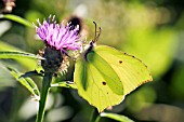 BRIMSTONE BUTTERFLY (GONEPTERYX RHAEMNI) ON KNAPWEED