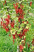 REDCURRANT,  RIBES SATIVUM,  REDSTART,  MATURE FRUIT ON BUSH