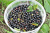 BLACKCURRANTS,  BEN CONON