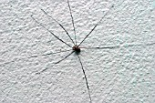 HARVESTMAN SPIDER (LEIOBUNUM ROTUNDUM) MALE ON WALL