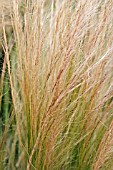 ORNAMENTAL GRASS STIPA TENISSIMA