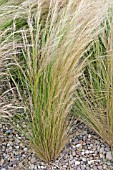 ORNAMENTAL GRASS STIPA TENUISSIMA GROWING THROUGH GRAVEL