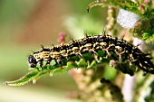 TORTOISESHELL BUTTERFLY,  AGLAIS URTICAE,  CATERPILLAR FEEDING ON NETTLES,  FRONT VIEW