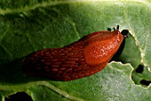 BLACK SLUG (ARION ATER) EATING CABBAGE