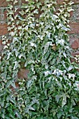 HEDERA HELIX FANTASIE