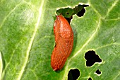 BLACK SLUG (ARION ATER) EATING CABBAGE