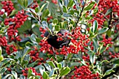 BLACKBIRD (TURDUS MERULA) MALE EATING HOLLY BERRY