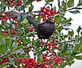 BLACKBIRD (TURDUS MERULA) MALE IN BERRIED HOLLY TREE