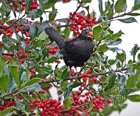 BLACKBIRD_TURDUS_MERULA_MALE_IN_BERRIED_HOLLY_TREE