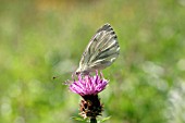 GREEN VEINED WHITE BUTTERFLY (PIERIS NAPI) ON KNAPWEED FLOWER
