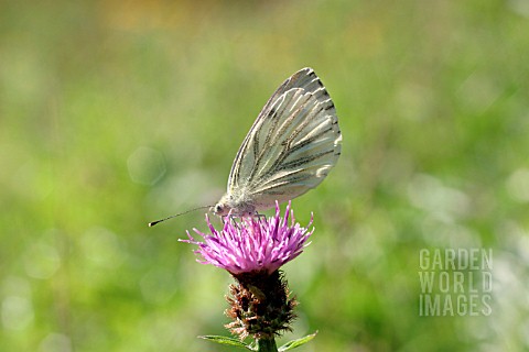 GREEN_VEINED_WHITE_BUTTERFLY_PIERIS_NAPI_ON_KNAPWEED_FLOWER