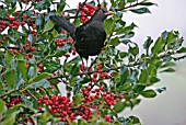 BLACKBIRD (TURDUS MERULA) MALE IN BERRIED HOLLY TREE