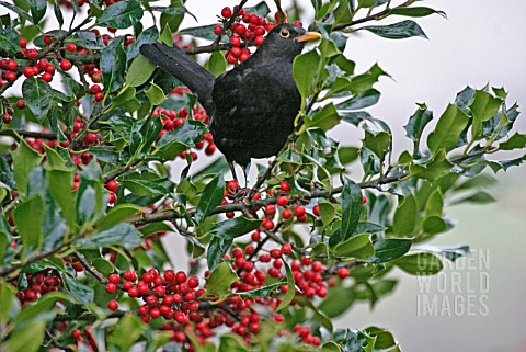 BLACKBIRD_TURDUS_MERULA_MALE_IN_BERRIED_HOLLY_TREE