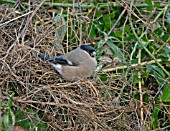 BULLFINCH (PYRRHULA PYRRHULA) FEMALE FEEDING IN HEDGEROW