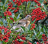 FIELDFARE (TURDUS PILARIS) PERCHING IN HOLLY BUSH