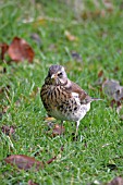 FIELDFARE (TURDUS PILARIS) ON LAWN