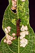 WILLOW LEAF BEETLE LARVA (PHYLLODECTA) ON WILLOW