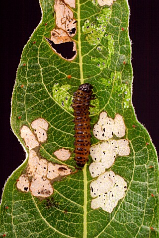 WILLOW_LEAF_BEETLE_LARVA_PHYLLODECTA_ON_WILLOW