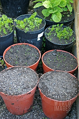 GROWING_CARROTS_IN_POTS_FOR_SUCCESSION