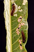 WILLOW LEAF BEETLE LARVAE (PHYLODECTA SPP) ON WILLOW